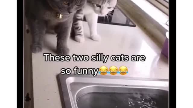 THE SHORTEST AND FUNNIEST VIDEO ANIMAL _WATCH AND STOP LAUGHING
