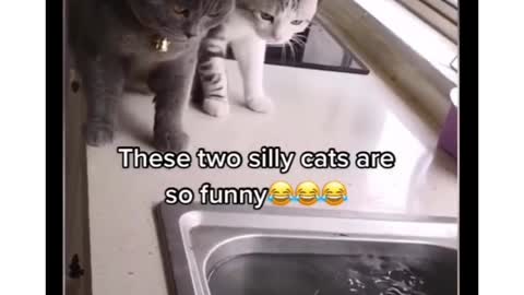 THE SHORTEST AND FUNNIEST VIDEO ANIMAL _WATCH AND STOP LAUGHING