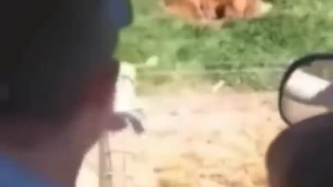 Viral