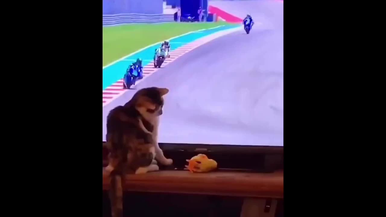 funny animal video f the year
