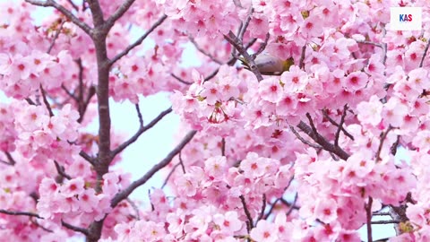 "The Power of Positive Vibes and Nature, Emotions and the Holy Quran"