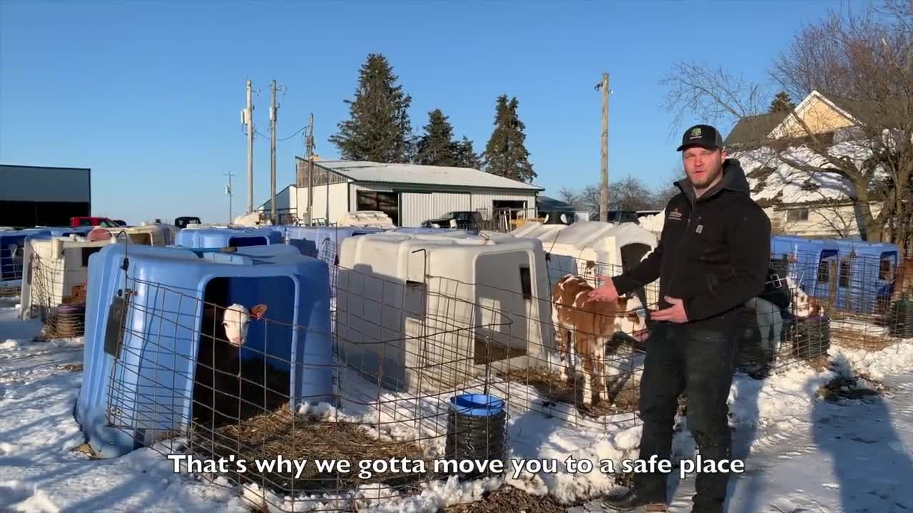 We Will Milk Cows (We Will Rock You Parody)