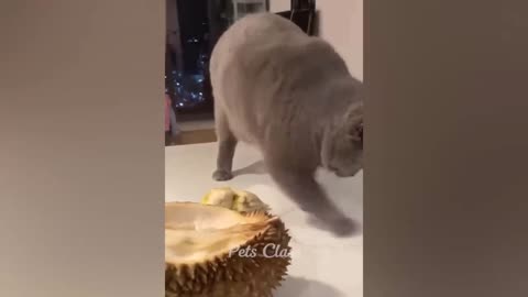 Funny animals
