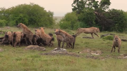 Hyena Lion Conflict 1-1