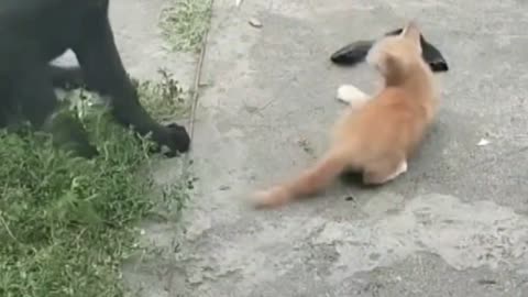 Cats song dogs dog video mast Lage to follow me