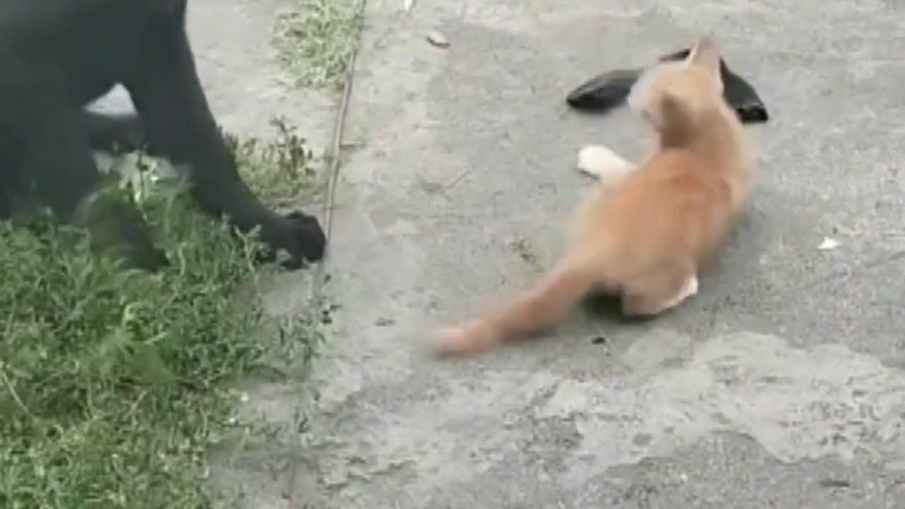 Cats song dogs dog video mast Lage to follow me