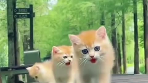 Rate this cats.🐱