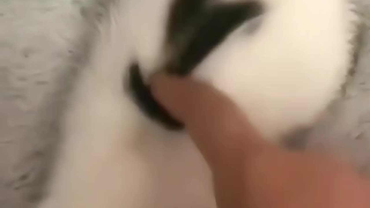Beutiful cats tailes are showing on hearts