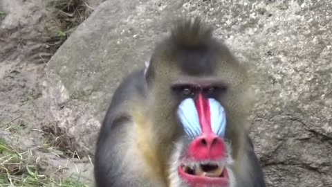 Mandrill Monkey unique category