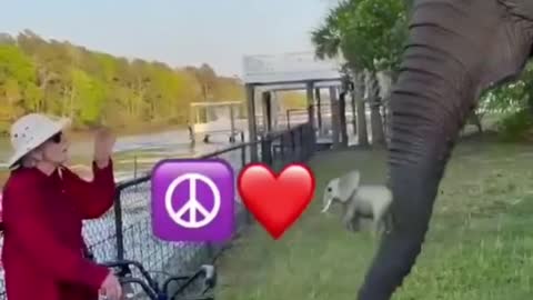 Best of funny animal videos 2021