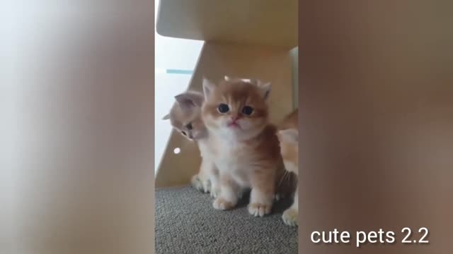 Cute cat group| enjoy movement funny cats|