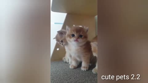 Cute cat group| enjoy movement funny cats|