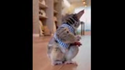 Funny animal vedio