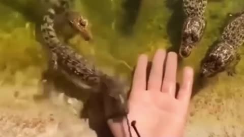 Crocodile🐊🐊🐊baby🐊🐊🐊🐊🐊