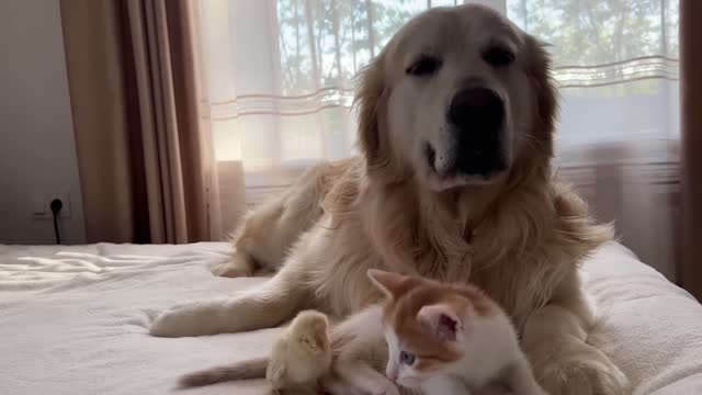Golden Retriever and Tiny Kitten Shocked by Baby Chicken