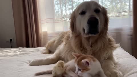 Golden Retriever and Tiny Kitten Shocked by Baby Chicken