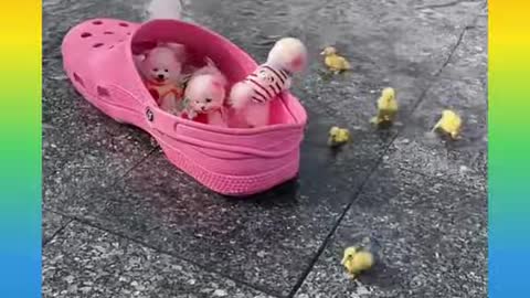 01_Cute and Funny Dogs Videos Compilation