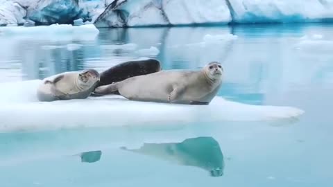 Three seals are happy floating on the ice