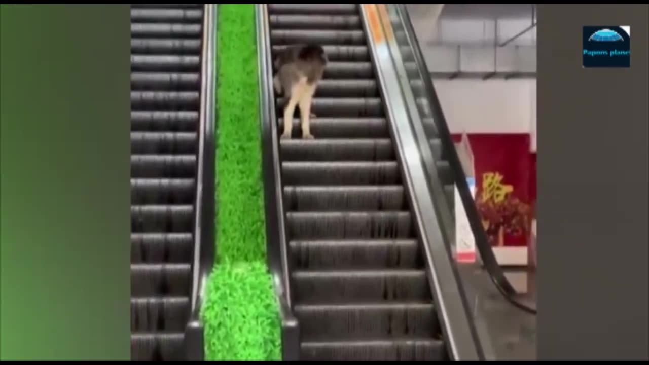 funny animals-funny cats- funny dogs