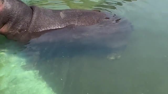 Big hippo