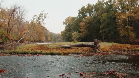 rainy forest in autumn ,rainy sound