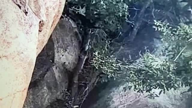 worrying video hyena wants to attack poor impalas