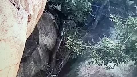 worrying video hyena wants to attack poor impalas