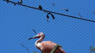 CatTV: Flamingo 2