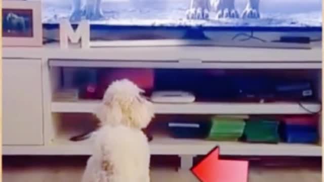 The dog was frightened by the lion on TV