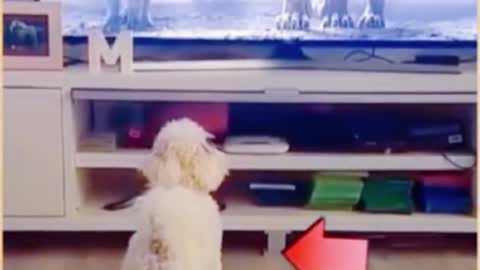 The dog was frightened by the lion on TV