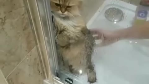 Cat screams while taking shower 🥺