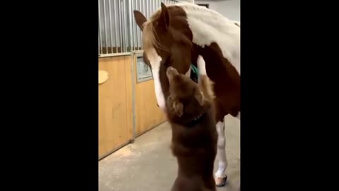 Dog and horse funny videos 🤣🤣🤣🤣🤣
