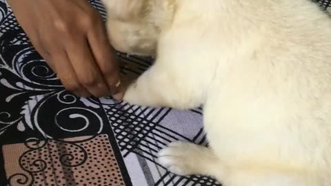 Little rabbit eating carrot 😂🥕