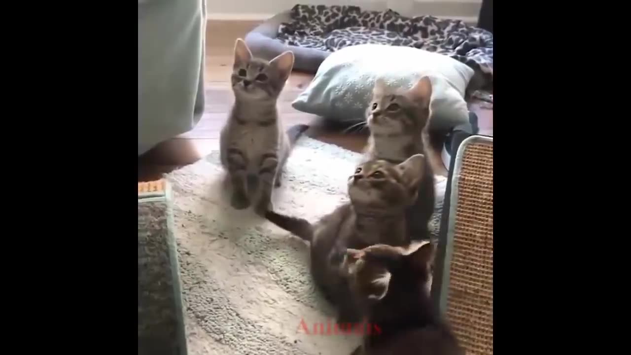 So Cute Little Kitten