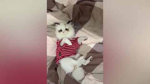 funniest dogs & cats 2023