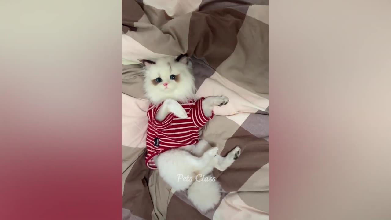 funniest dogs & cats 2023