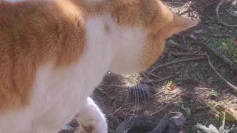 Cat and chicken vs Snake