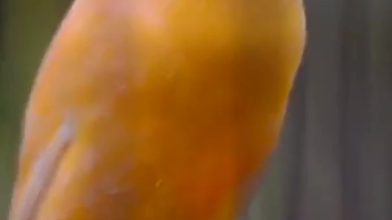 Beautiful Orange Cnarry With beautiful Sound