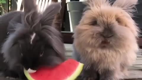 Cute video - Funny animal, rabbit eating watermelon
