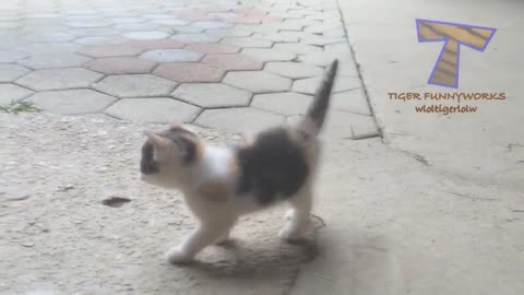CATS will make you LAUGH YOUR HEAD OFF - Funny CAT compilation