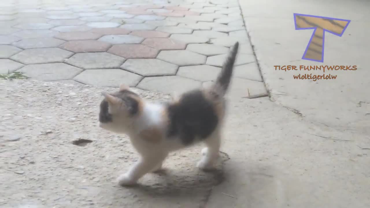 CATS will make you LAUGH YOUR HEAD OFF - Funny CAT compilation
