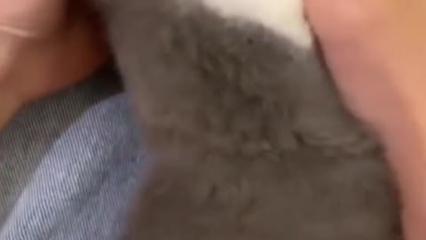 Cute Cat #Funny #Video 101