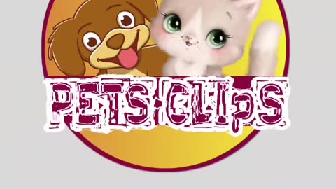 Sweet moments in the life of pets😍🐈‍⬛️🐈