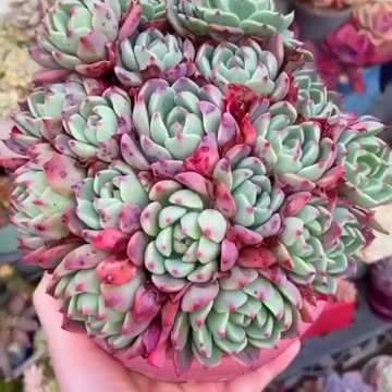 Livro dos Cactos e Outras Suculentas