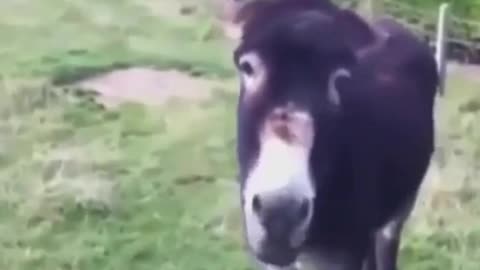 Donkey