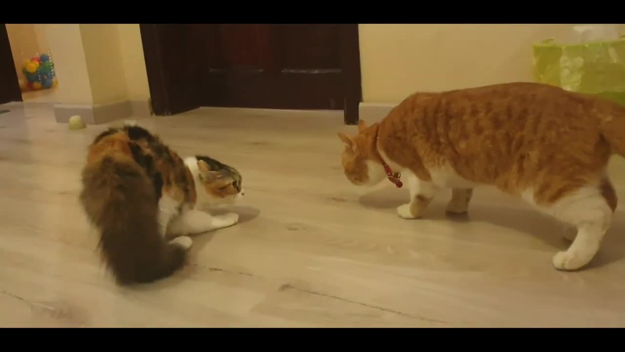 How to meet your boss in 2021 l cat funny video