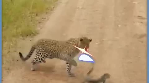 Hard slap by moniter lizard 🦎😂🤣#_tag trending shorts