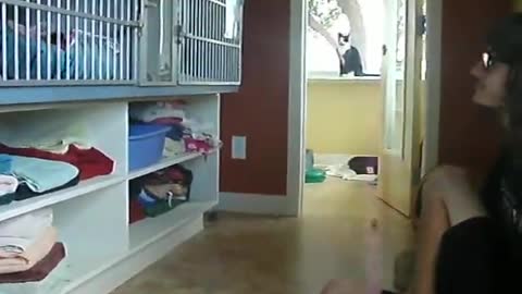 Playful kittens and mom holds