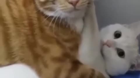 cats busted fights