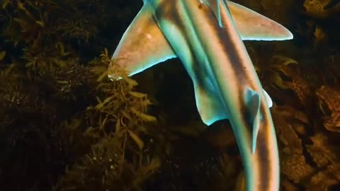 "The Mysterious Port Jackson Shark: Basking in the Secrets of Australia's Coastal Waters"